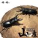 [ Yamaguchi префектура производство *WD особь ] common ta рогач * мужской 1 голова 40~45mm местного производства распродажа организм взрослое насекомое насекомое разведение .. коллекция особь материк common ta flat тяпка форма маленький жук-олень _hk250