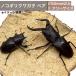 [WD* Yamaguchi префектура производство ] Prosopocoilus inclinatus пара *60mm и больше вода корова модель * свободный организм взрослое насекомое распродажа wild местного производства насекомое разведение .. коллекция особь * фотография. образ становится.