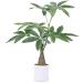 ե꡼ ͹տʪ ռ ¤   ѥ ¿ڹ⤵55cm  ե ȭ 