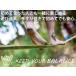 �X���b�N���C�� ���S�� ���� �t���Z�b�g �j�n�� �o�����X �̊� �g���[�j���O �L�����v ���W���[ �C�x���g �֘A�摜1