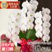 . butterfly orchid large wheel 3ps.@... contains 30 wheel and more white Princess gift celebration flower opening festival . birthday gold . type winning festival .. chapter festival .... Yamato 11000 jpy tax included [r-midi6f]