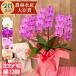 . butterfly orchid middle wheel ~ middle large wheel 3ps.@... contains 27 wheel and more guarantee 8800 jpy tax included goods kind is possible to choose celebration ... gift free shipping opening festival . birthday [r-ama0006-fw]
