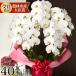 �Ӓ��� ��ւT�{���� 40�ֈȏ� �M�t�g ���j�� �J�X�j�� �J�Əj�� �J�@�j�� ���呍�� �I�� ���I�j�� ������ 25000�~�ō� [r-tai40-f] ���}�g