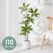 �l�H�ϗt�A�� �p�L�� ��{ �t�F�C�N�O���[�� ��^ �p�L�� 110cm �l�H �A�� ������� �i�`������ �V���v�� �t�F�C�N ���� ���A�� �ϗt�A�� ���r���O