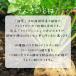 �Ă񂳂��̂����� 500g 5�� �k�C���Y����  �I���S�� �Ă񂳂��� �哌���� �֘A�摜4