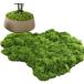  искусственная зелень мох бонсай поддельный Moss человеческий труд мох террариум фотокаталитический настоящий модный искусственный цветок ( светло-зеленый, 30g)