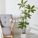 �l�H�ϗt�A�� �p�L�� ��{ �t�F�C�N�O���[�� ��^ �p�L�� 110cm �l�H �A�� ������� �i�`������ �V���v�� �t�F�C�N ���� ���A�� �ϗt�A�� ���r���O �֘A�摜1