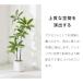 �l�H�ϗt�A�� �p�L�� ��{ �t�F�C�N�O���[�� ��^ �p�L�� 110cm �l�H �A�� ������� �i�`������ �V���v�� �t�F�C�N ���� ���A�� �ϗt�A�� ���r���O �֘A�摜3