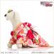  dog. kimono rental medium sized dog girl klr-003 pet costume long-sleeved kimono dog both ways free shipping high class cloth lovely wedding The Seven-Five-Three Festival photographing .[ red ground ... green .. Sakura obi ]