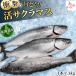  сима Hokkaido производство натуральный 1 шт. примерно 1.3kg внутренности отделка settled жир клей .. сверху товар kse. маленький весна. тест . свежая рыба ваш заказ подарок 