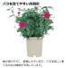 ES �o���� 8�� ���| �K�[�f�� �K�[�f�j���O �A�� �� �|�b�g ������� �{�^�j�J�� �v���X�`�b�N �N���X�}�X���[�Y ��̓� ���b�`�F�������V���b�v Richell �֘A�摜2