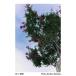 RICOH ���^�t���b�V�� GF-2 / �K�C�h�i���o�[3 / RICOH GR IV �������Ɏ����������\�Ȓ����^�y�ʃt���b�V�� / ����l�l��_���� �֘A�摜4