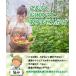 �U���N���b�v ��22���y 20��/���{�_�ƐV���f��/RIRAI �z ���|�N���b�v �K�[�f�j���O �U�� ���� ���{�� �� �֘A�摜2