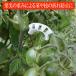 �s�T�|�[�g�N���b�v�y 50 ��/RIRAI �z ���|�N���b�v �K�[�f�j���O �U�� �s�T�|�[�g �ƒ�؉� �g�}�g �U�� ���� �K�[�f�� �p�i �֘A�摜1