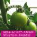 �s�T�|�[�g�N���b�v�y 50 ��/RIRAI �z ���|�N���b�v �K�[�f�j���O �U�� �s�T�|�[�g �ƒ�؉� �g�}�g �U�� ���� �K�[�f�� �p�i �֘A�摜3