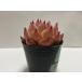 *2000 jpy and more free shipping * honey pink succulent plant Korea seedling laizsakyu Len to5/14