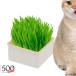  кошка . посадочная машина кошка . культивирование комплект гидропонная культура кошка . кошка . box земля. не использование закрытый кошка для кошка . слой форма гидропонная культура кошка растения сад комплект товары для домашних животных животное больница домашнее животное si