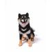 1/6�T�C�Y �΂��Č� ���΂݃C�k ���ă��A���t�B�M���A���������u�� �C�k�D���v���[���g�A���iJXK-075A �֘A�摜2