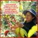 �}�E���g �n�[�Q�� �}�E���g�n�[�Q�� �I�[�K�j�b�N �t�F�A�g���[�h �C���X�^���g�R�[�q�[ �J�t�F�C�����X �l�ߑւ��p �W�b�v�o�b�O 200g �֘A�摜5
