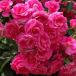  предварительный заказ рассада роза рассада rose ...( большой рассада )froli van da 4 сезон .. средний колесо розовый серия столица . роза садоводство местного производства рассада 6 номер горшок с разрезом (2026 год 2 месяц сверху . последовательный рассылка )