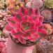  succulent plant afla large ti large seedling .. agriculture .