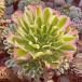  succulent plant new goods kind Aeonium white .. extra-large group raw diameter approximately 18cm.. agriculture .
