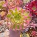  succulent plant new goods kind sea ... agriculture .
