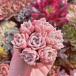  succulent plant Rav Lee rose x white ..7 head .. agriculture .