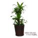 �y���X�I���W�i���z���i�� �ٔ��J�o�[ 10�� �������^�������o�X�P�b�g ���a35cm �ϗt�A�� �������| �ԃJ�S�@�K�[�f�� �֘A�摜3