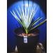  коричневый merops7 номер * коричневый meropsfmi белка selifela*Chamaerops humilis cerifera* оставив решение кому-то другому рассада!