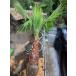  на данный момент товар!* класть распределение специальный рейс!{ Washington cocos nucifera } двор для Como наматывать большой рассада!* прибытие на день указание OK