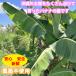 �y���������z���ꌧ�Y�@�o�i�i�̗t�@��T�C�Y(5��) �֘A�摜2