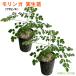 mo Lynn ga( васаби noki) pot рассада ×2 | Okinawa собственный .. огород чай miracle tree чудесный дерево 