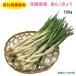  our company agriculture . cultivation Okinawa prefecture production island rakkyou 100g