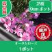  high quality lawn grass Sakura o-tam rose 9cm pot 1 pot ground cover undergrowth .. measures Hokkaido to delivery un- possible 