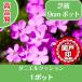  high quality lawn grass Sakura Daniel cushion trial 9cm pot 1 pot the first times limitation 1 family 1 times limit 5 piece till ground cover undergrowth .. measures Hokkaido to delivery un- possible 