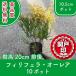  высокое качество filifela* ole a10.5cm pot 10 pot комплект высота дерева 20cm передний и задний (до и после) бесплатная доставка ( Kanto * Tokai * Kansai * Hokuriku * Shinetsu . ограничение ) Revue . написать привилегия есть!