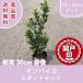  высокое качество серебристый ba кальмар mart ru12~15cm pot 5 pot комплект высота дерева 30cm передний и задний (до и после) бесплатная доставка ( Kanto * Tokai * Kansai * Hokuriku * Shinetsu . ограничение ) Revue . написать привилегия есть!! праздник .. дерево 
