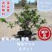  высокое качество Hakata Satsuki белый 12~15cm pot 6 pot комплект высота дерева 20cm передний и задний (до и после) бесплатная доставка ( Kanto * Tokai * Kansai * Hokuriku * Shinetsu . ограничение )