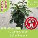  высокое качество Haku солнечный bok Hakusan дерево 15~18cm pot 5 pot комплект высота дерева 40cm передний и задний (до и после) бесплатная доставка ( Kanto * Tokai * Kansai * Hokuriku * Shinetsu . ограничение ) Revue . написать привилегия есть!!. лист 