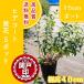  высокое качество сырой . оптимальный hite пальто ( желтый цветок )15cm pot 5 pot Revue . написать привилегия есть бесплатная доставка ( Kanto * Tokai * Kansai * Hokuriku * Shinetsu . ограничение )