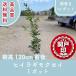  высокое качество османтус разнолистный wooden . дерево . корень наматывать or pot модель 1 pot высота дерева 120cm передний и задний (до и после) бесплатная доставка ( Kanto * Tokai * Kansai * Hokuriku * Shinetsu . ограничение ) Revue . написать привилегия есть!