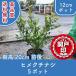 высокое качество hime гардения 12cm pot ( время в зависимости меняется случай есть )5 pot высота дерева 20cm передний и задний (до и после) бесплатная доставка ( Kanto * Tokai * Kansai * Hokuriku * Shinetsu . ограничение ) Revue . написать привилегия есть!