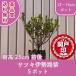  высокое качество Satsuki Исэ город . фиолетовый pot модель 12~15cm pot 5 pot комплект высота дерева 25cm передний и задний (до и после) бесплатная доставка ( Kanto * Tokai * Kansai * Hokuriku * Shinetsu . ограничение ) Revue . написать привилегия есть!