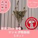  высокое качество Satsuki Исэ город .. pot модель 12~15cm pot 5 pot комплект высота дерева 25cm передний и задний (до и после) бесплатная доставка ( Kanto * Tokai * Kansai * Hokuriku * Shinetsu . ограничение ) Revue . написать привилегия есть!