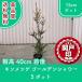  высокое качество gold metsuge золотой душ pot модель 15cm pot 5 pot высота дерева 40cm передний и задний (до и после) Revue . написать привилегия бесплатная доставка ( Kanto * Tokai * Kansai * Hokuriku * Shinetsu . ограничение )
