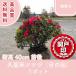  высокое качество Kurume азалия день. . корень наматывать модель 1 pot высота дерева 40cm передний и задний (до и после) бесплатная доставка ( Kanto * Tokai * Kansai * Hokuriku * Shinetsu . ограничение ) Revue . написать привилегия есть!