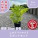  высокое качество запах van matsuli pot модель 9cm pot 5 pot комплект высота дерева 20cm передний и задний (до и после) бесплатная доставка ( Kanto * Tokai * Kansai * Hokuriku * Shinetsu . ограничение ) Revue . написать привилегия есть!
