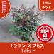  высокое качество наан тонн obses15cm pot 1 pot Revue . написать привилегия есть 