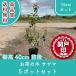  высокое качество чай. дерево Saya ma pot модель 15cm pot 5 pot комплект высота дерева 40cm передний и задний (до и после) бесплатная доставка ( Kanto * Tokai * Kansai * Hokuriku * Shinetsu . ограничение ) Revue . написать привилегия есть!!